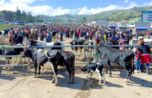 MEJORAS EN LA PLAZA DE GANADO DE CAÑAR